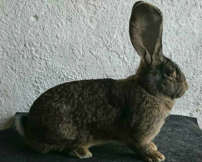 F3 UGG CUIB 3; 97 P CLUJ 2015 CAMPIOANA
