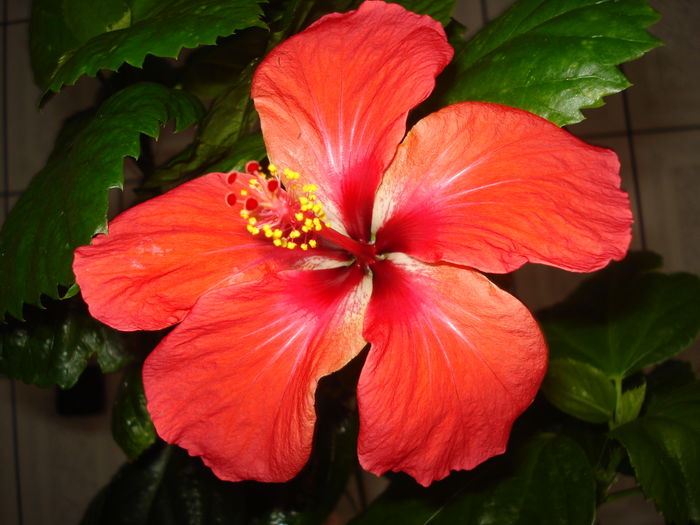 DSC04624 - HIBISCUS 2016