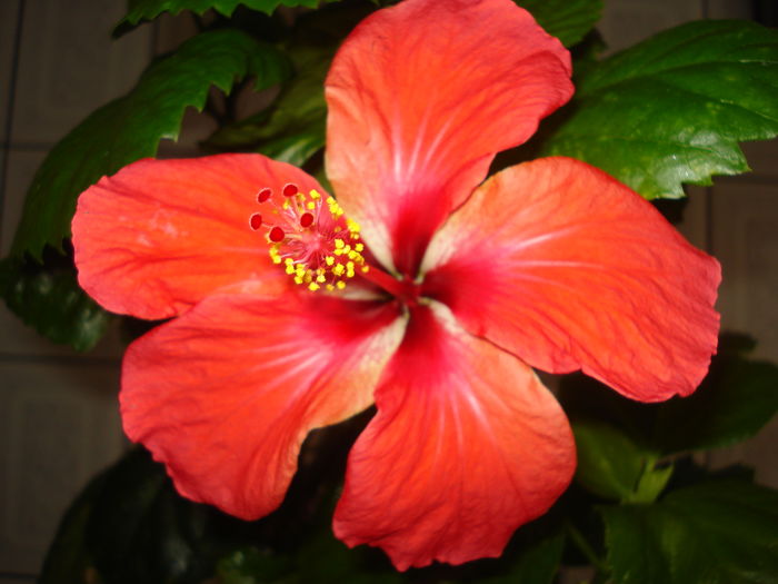 DSC04628 - Hibiscus din seminte-Starry Wind