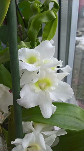 dendrobium - Dendrobium