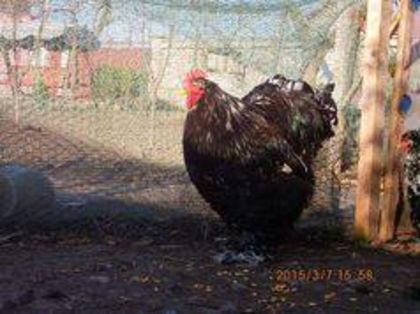 12742397_1735029126730885_8432472156010174448_n - cochin bobat