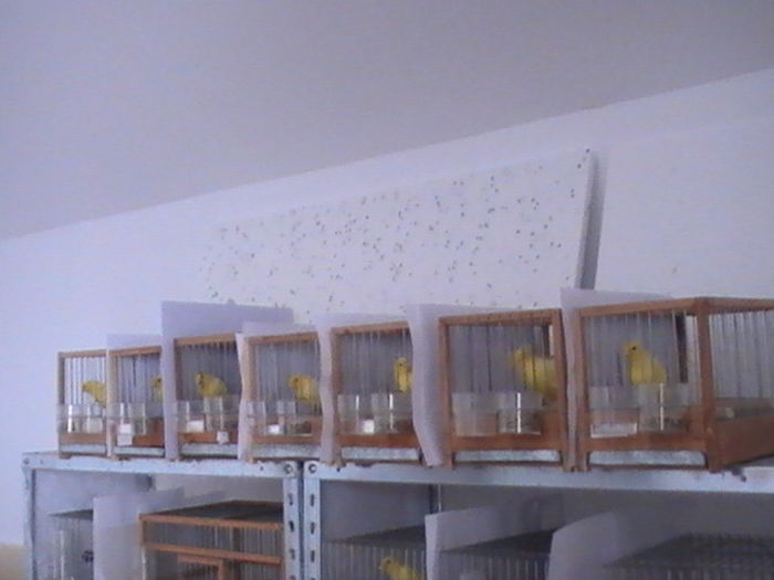 PIC_2078; masculi

