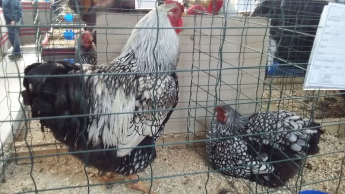 Expozitie Sibiu 21-02-2016 019