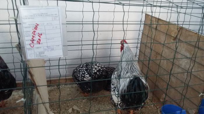 Expozitie Sibiu 21-02-2016 016