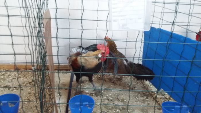 Expozitie Sibiu 21-02-2016 014