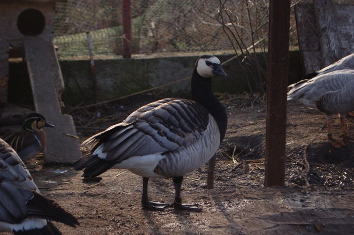 DSC_0012 - Gaste Calugarita - Branta leucopsis