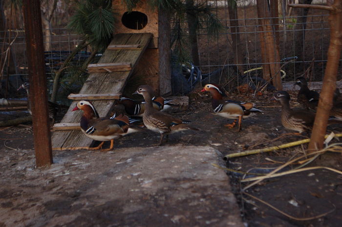 DSC_0045 - Rata Mandarin - Aix galericulata