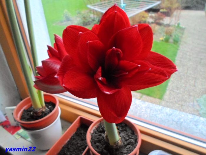 SAM_2235  12 feb.2016 Double Roma - 7-Amaryllis si Clivia