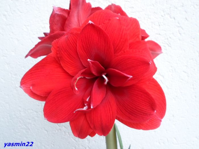SAM_2255 18 feb.2016 Double Roma - 7-Amaryllis si Clivia