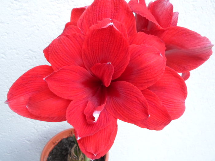 SAM_2257 18 feb.2016 Double Roma - 7-Amaryllis si Clivia