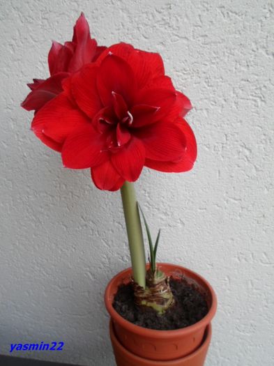 SAM_2258  18 feb.2016 Double Roma - 7-Amaryllis si Clivia