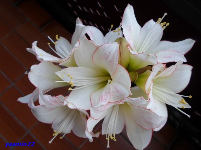 SAM_2261  18 feb.2016Picotee - 7-Amaryllis si Clivia