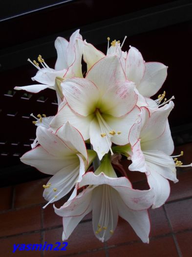 SAM_2263  18 feb.2016 - 7-Amaryllis si Clivia