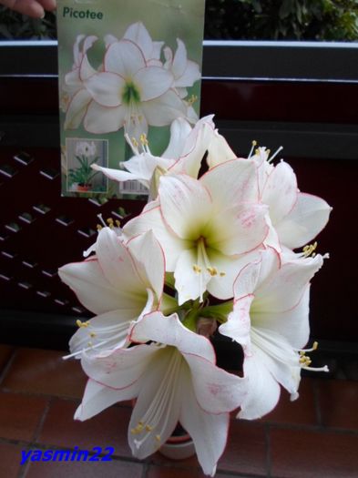 SAM_2265  18 feb.2016 - 7-Amaryllis si Clivia