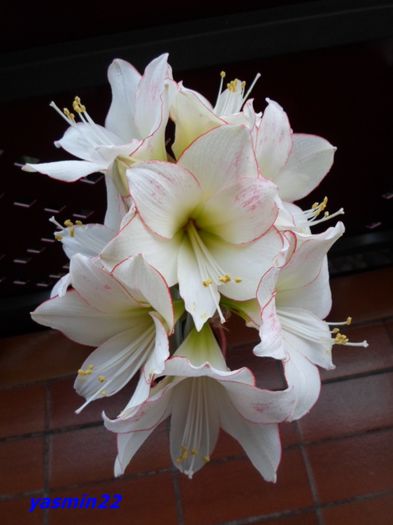 SAM_2267   18 feb.2016 - 7-Amaryllis si Clivia