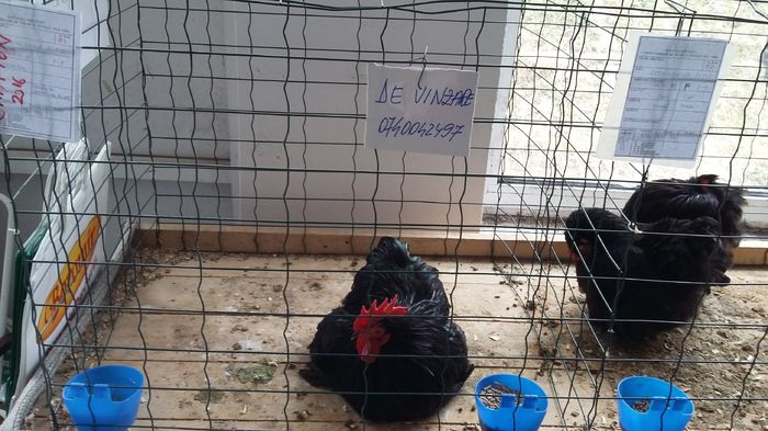 Expozitie Sibiu 21-02-2016 002