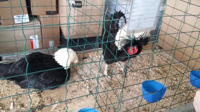 Expozitie Sibiu 21-02-2016 004