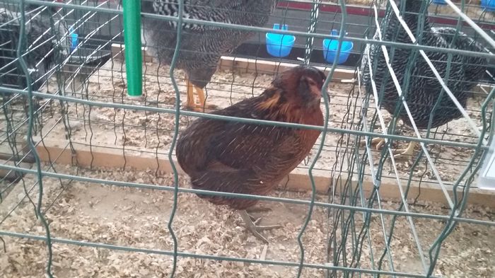 Expozitie Sibiu 21-02-2016 010