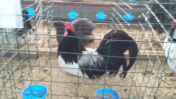 Expozitie Sibiu 21-02-2016 011