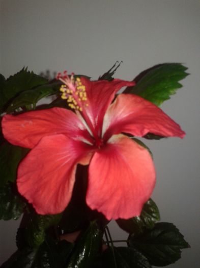 20160221_110020 - Hibiscus din seminte-Starry Wind