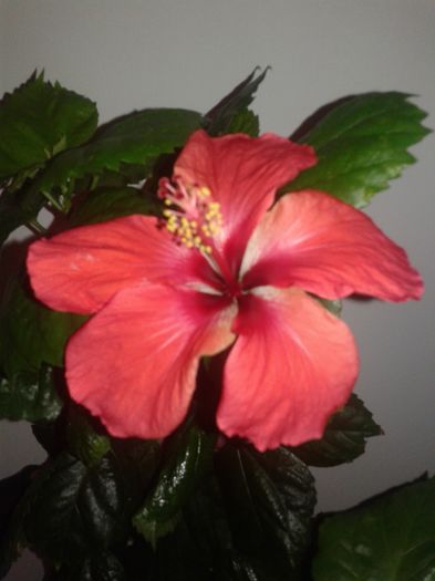 20160221_110034 - Hibiscus din seminte-Starry Wind