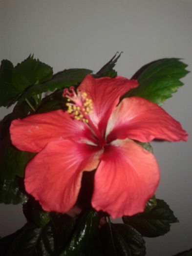 20160221_110028 - Hibiscus din seminte-Starry Wind