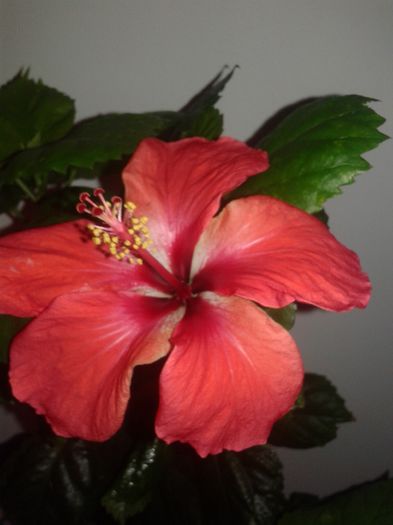 20160221_110023 - Hibiscus din seminte-Starry Wind