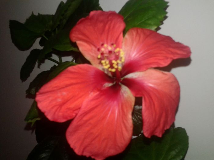 20160221_105950 - Hibiscus din seminte-Starry Wind