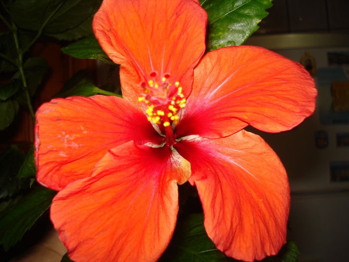 DSC04647 - Hibiscus din seminte-Starry Wind