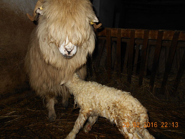 Picture 028 - Productia De Miei 2016