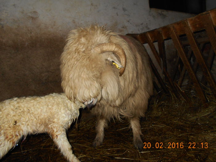 Picture 030 - Productia De Miei 2016