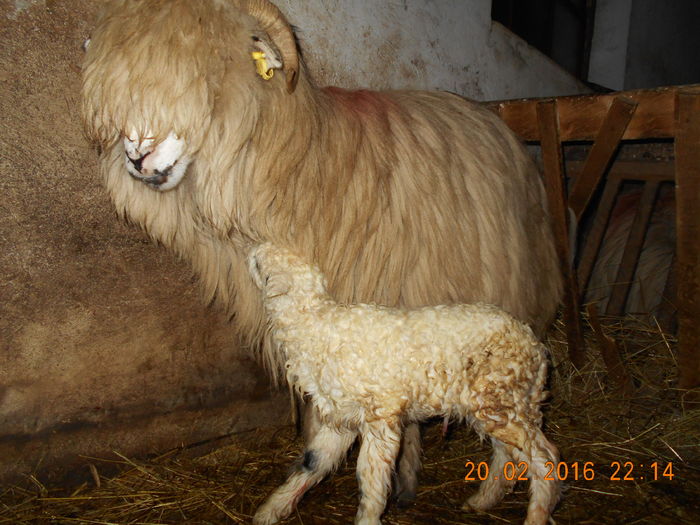 Picture 033 - Productia De Miei 2016