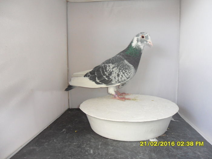 mascul norma fond; 100 lei
