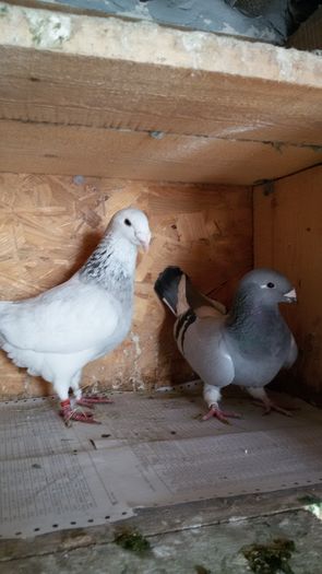 20160222_110203 - Perechi 2016