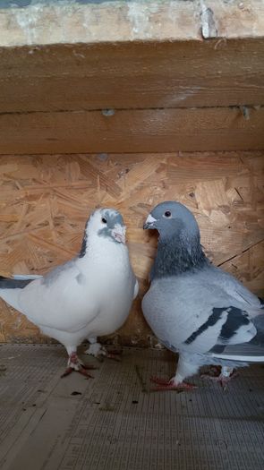 20160222_110100 - Perechi 2016