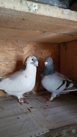 20160222_110055 - Perechi 2016