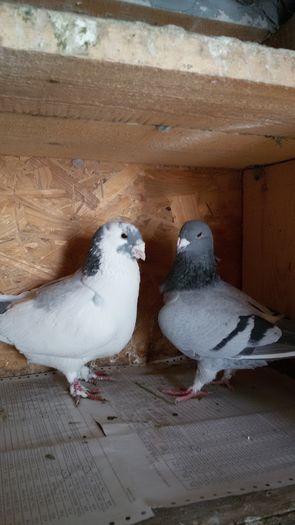 20160222_110049 - Perechi 2016