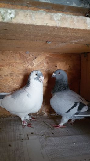 20160222_110045 - Perechi 2016