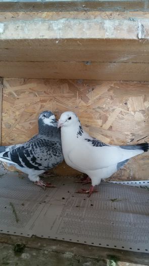 20160222_105240 - Perechi 2016