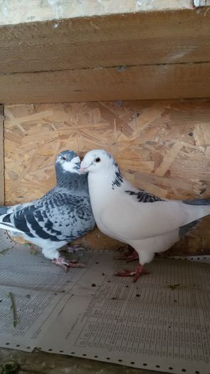 20160222_105234 - Perechi 2016