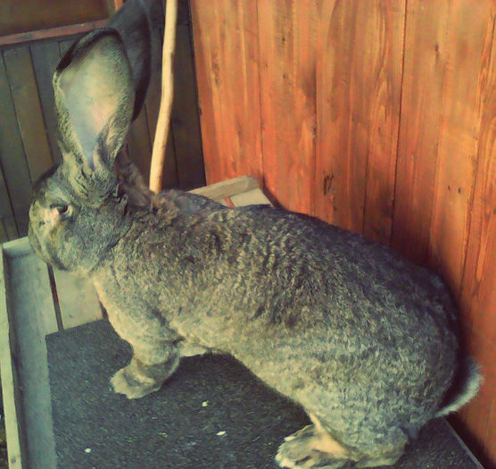 12782520_977734448970268_21758982_n