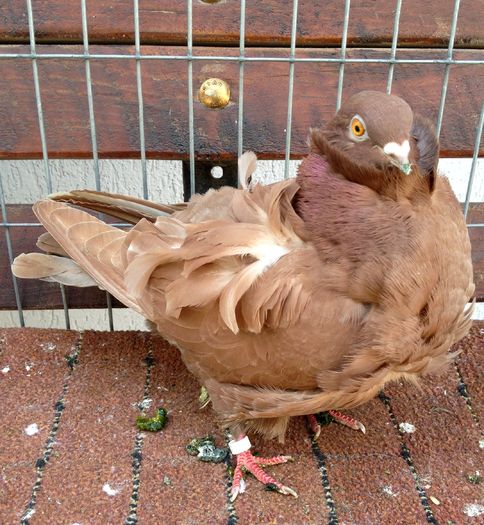 image - 24_PESCARUSI CHINEZI TALIA MARE MATCA-2021