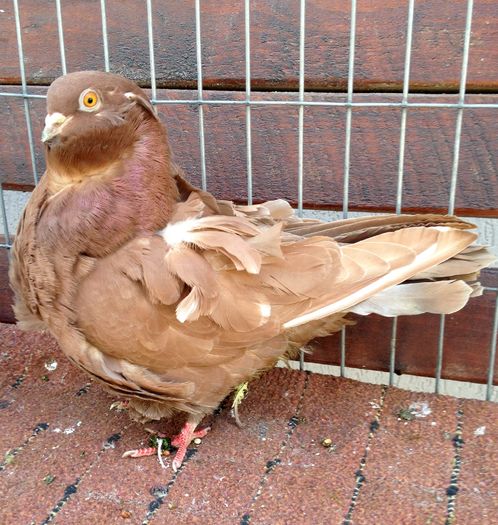 image - 24_PESCARUSI CHINEZI TALIA MARE MATCA-2021