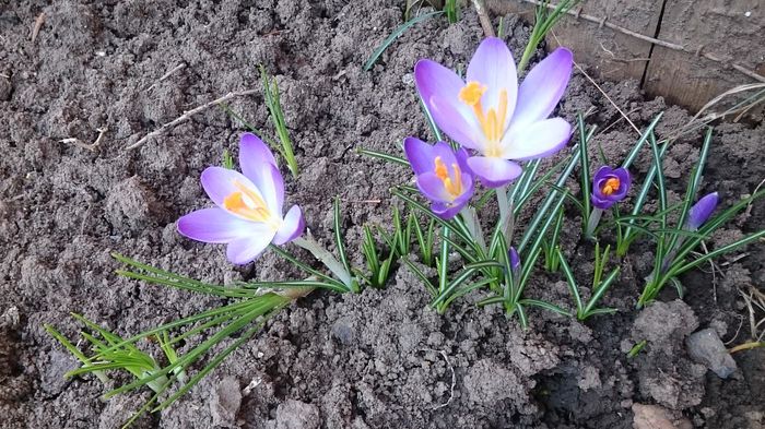 branduse2 - Crocus