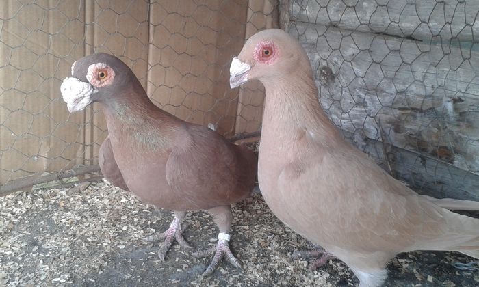 M F-2015 - Perechi Porumbei 2016