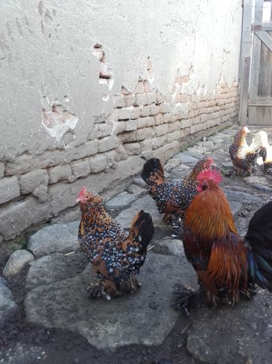 005 - MATCA MII DE FLORI PORTELAN BARBOASE 2016