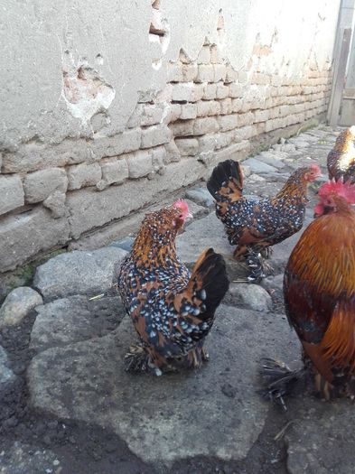 006 - MATCA MII DE FLORI PORTELAN BARBOASE 2016