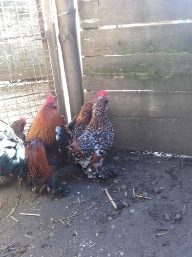 007 - MATCA MII DE FLORI PORTELAN BARBOASE 2016