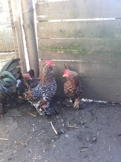 008 - MATCA MII DE FLORI PORTELAN BARBOASE 2016