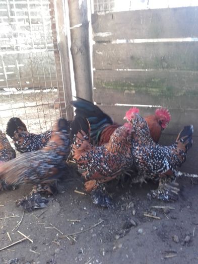 009 - MATCA MII DE FLORI PORTELAN BARBOASE 2016